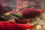 salmon1