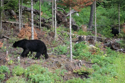 Mama bear and cubs hiding in Sun Peaks