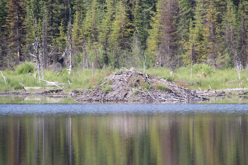 Sun Peaks wildlife and animals - beaver dam