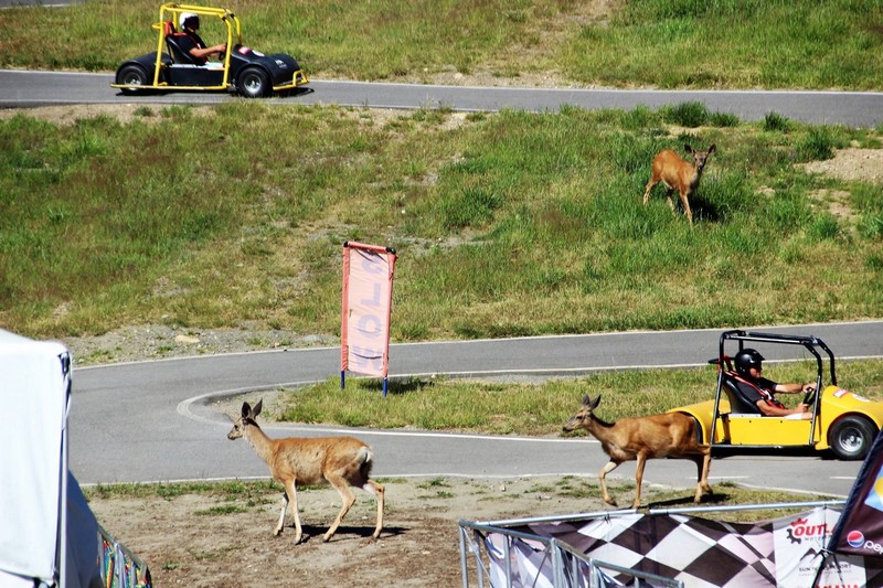 Sun Peaks Wildlife - mule deer and go carts