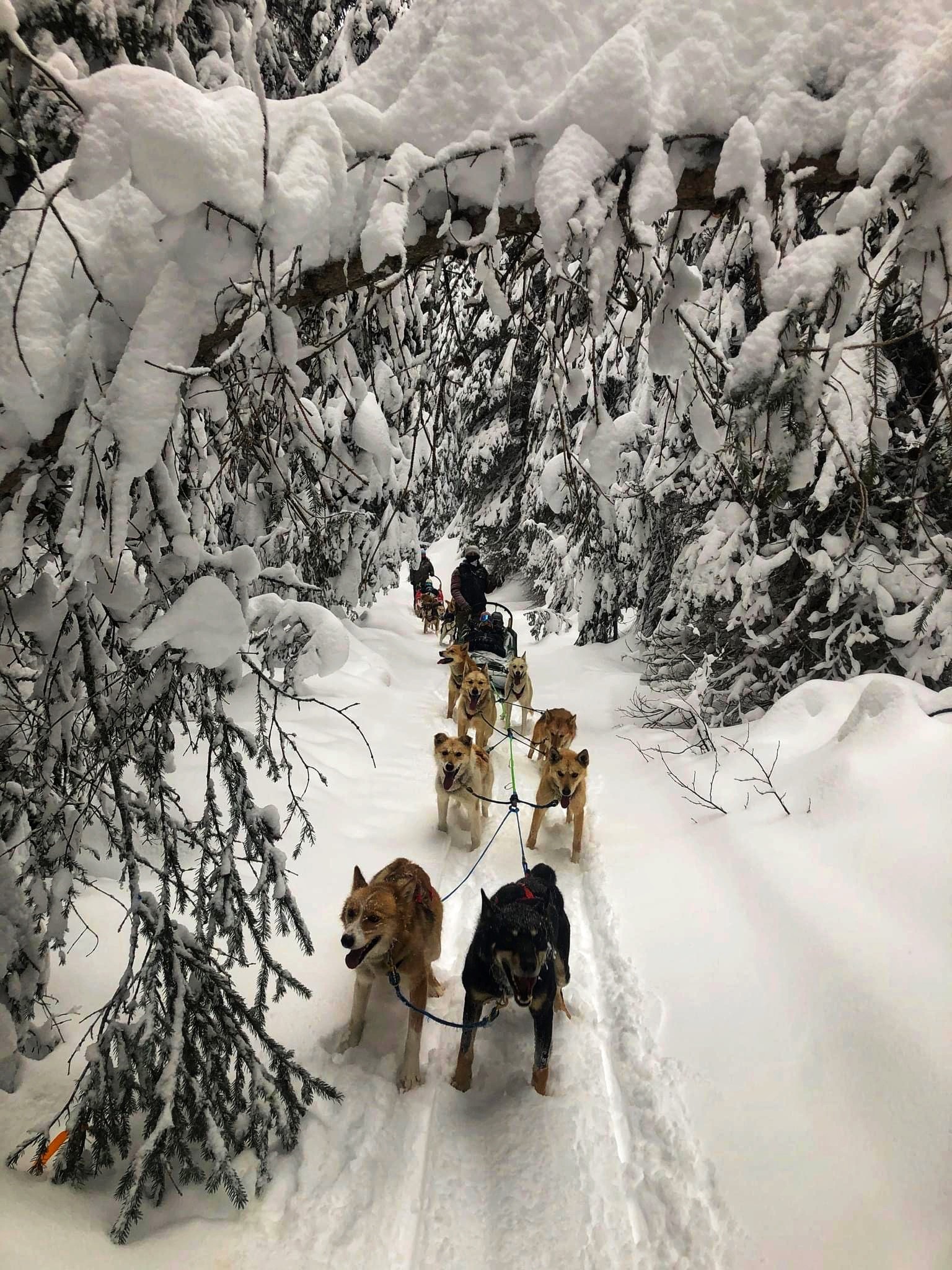 Sun Peaks dog sled tours