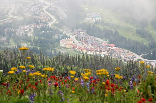 Beautiful horse-drawn carriage through Sun Peaks Resort