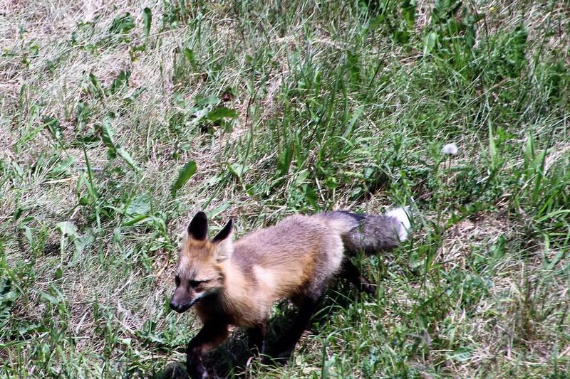 Sun Peaks Wildlife What Animals Live Near Sun Peaks Resort
