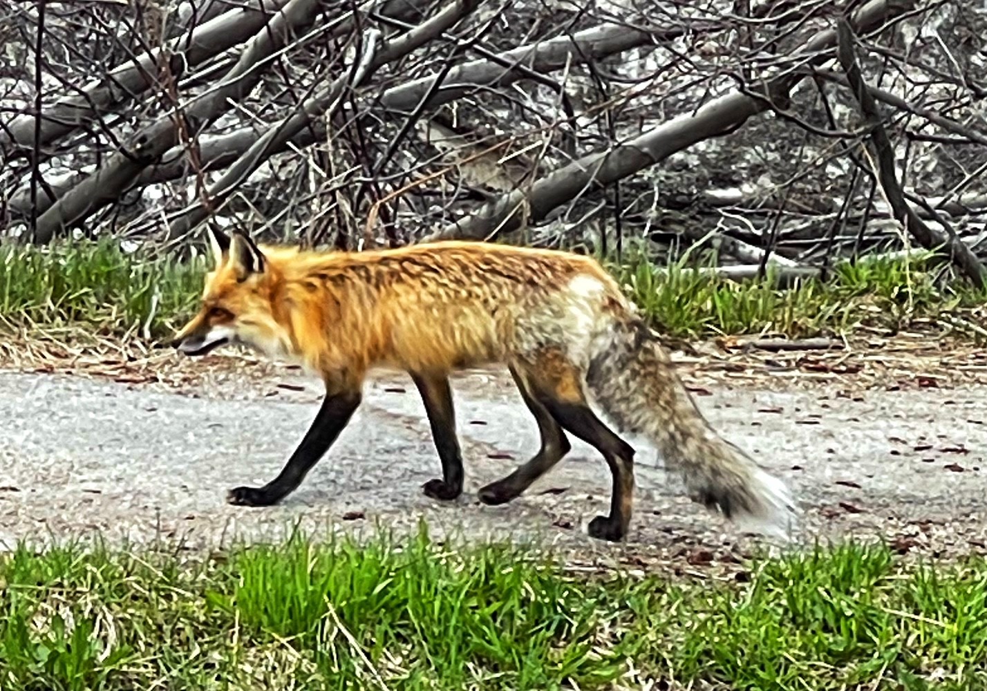 Sun Peaks wildlife- Red Fox