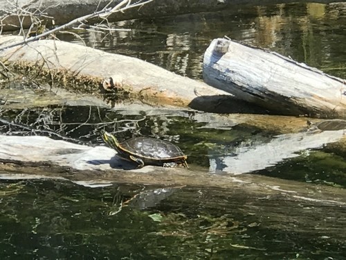 Painted turtles in Heffley Lake