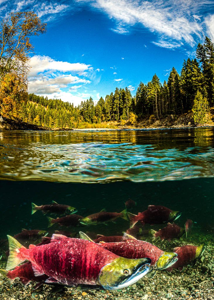 Millions of Sockeye Salmon Expected Adams River near Best Sun Peaks