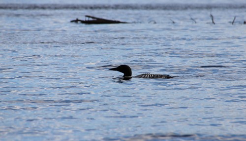 Loon on McGillivray Lake at Sun Peaks - Canoe tour Review