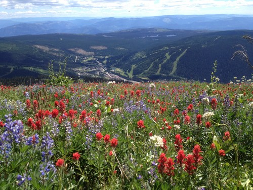 Sun Peaks biking through beautiful alpine meadows - photo by BestSunPeaks.com