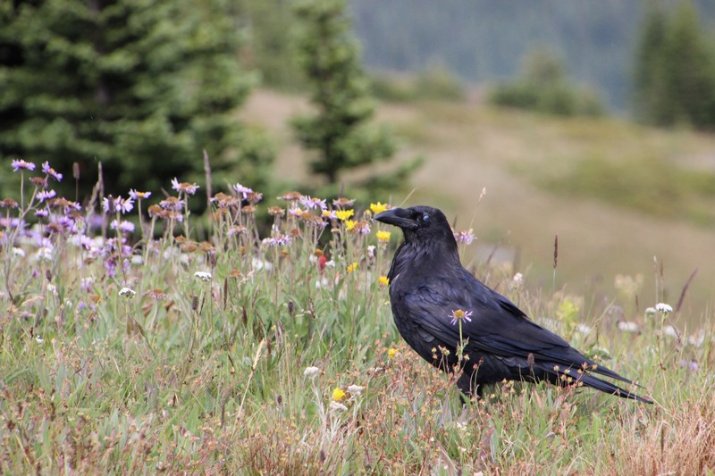 Sun Peaks wildlife - birds