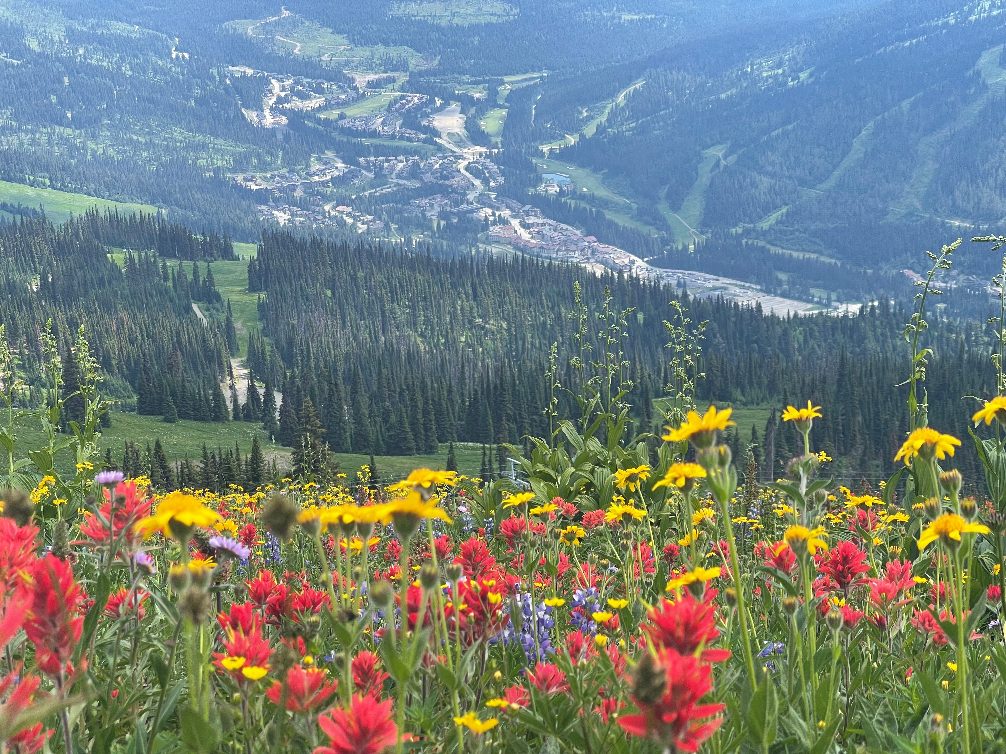 summer views