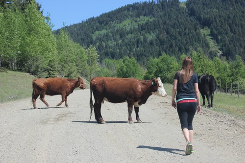Cows enroute to Johnson Lake