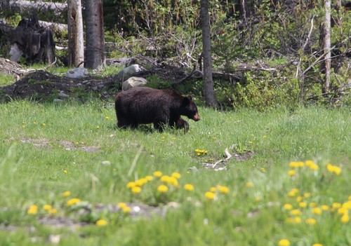 Sun Peaks bear in the spring