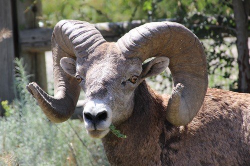 Big horn sheep and hoodos seen on the way