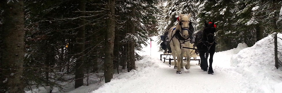 Sun Peaks Horse rides - sleigh rides through the village