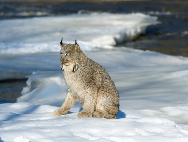 Elusive Lynx at Sun Peaks Resort