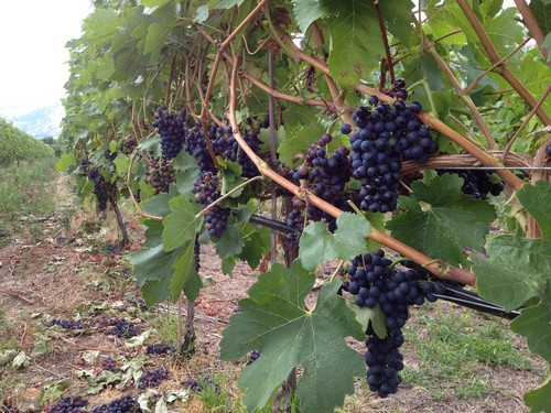 Pinot grapes and Sun Peaks Winery Tours
