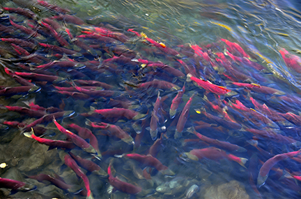 Sockeye salmon - Adams River - photo by Jett Britnell