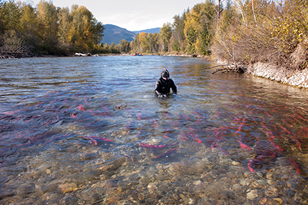 Jett Britnell capturing images of Adams River Sockeye Salmon Run