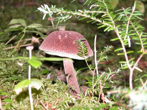 Mushroom picking near Sun Peaks - porcini, morcels and more
