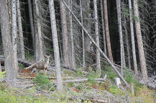 Deer and scenery at Sun Peaks resort on free summer hiking trails