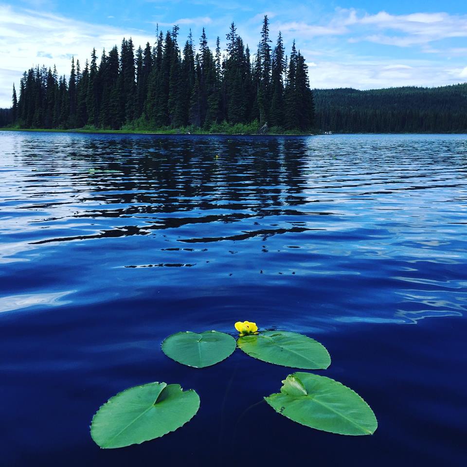 Water lilies on McGillivray Lake near Sun Peaks Resort
